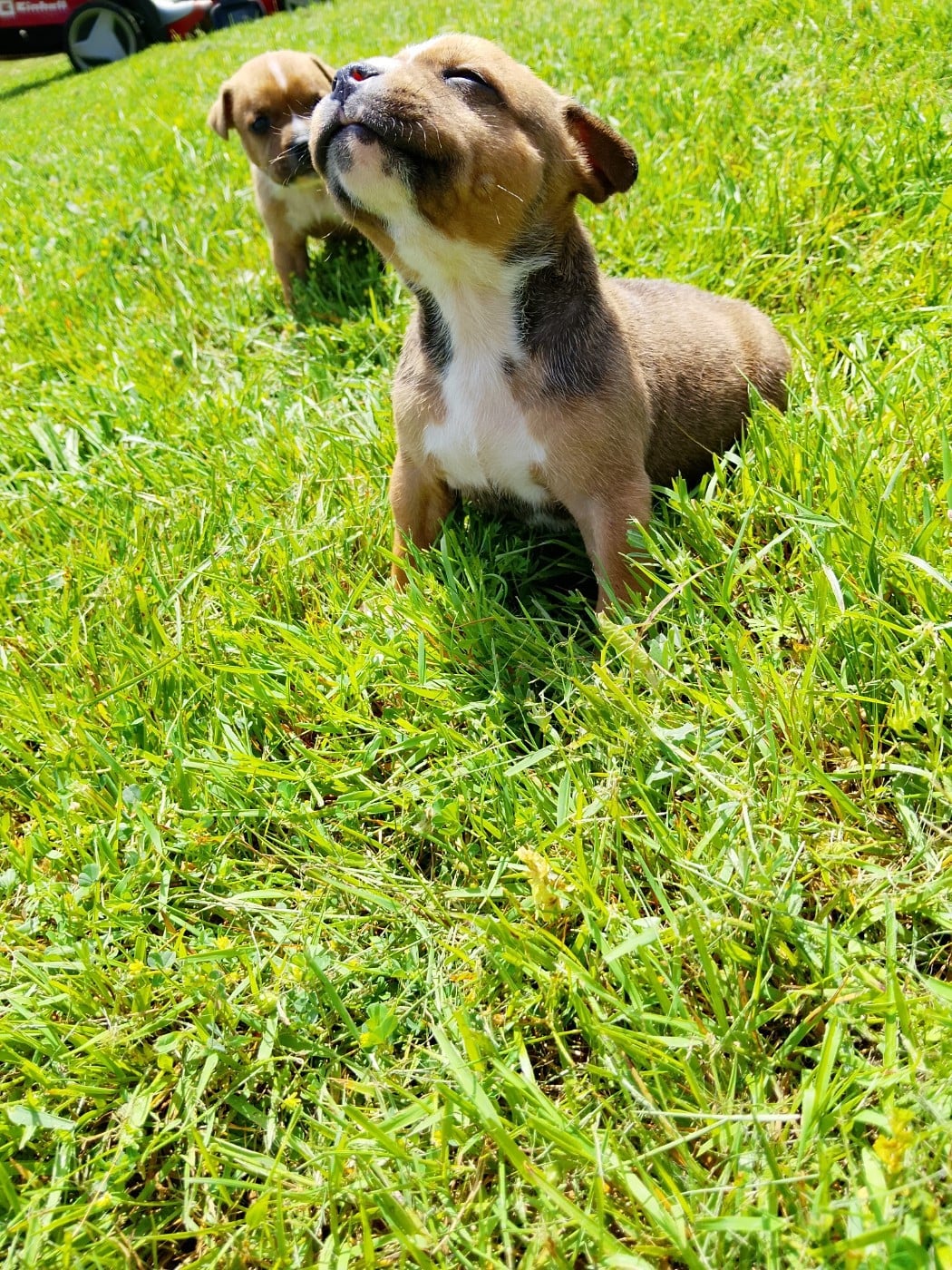 Chiot N°5