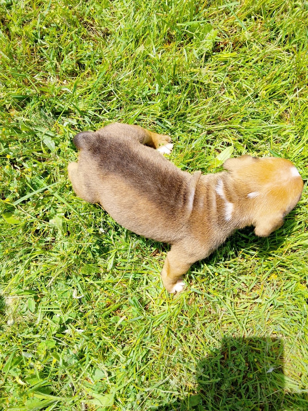 Chiot N°5