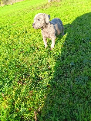 Les chiots de Staffordshire Bull Terrier