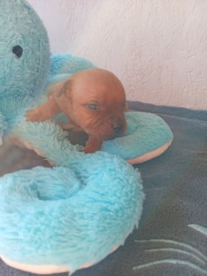 Les chiots de Staffordshire Bull Terrier