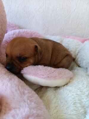 Les chiots de Staffordshire Bull Terrier