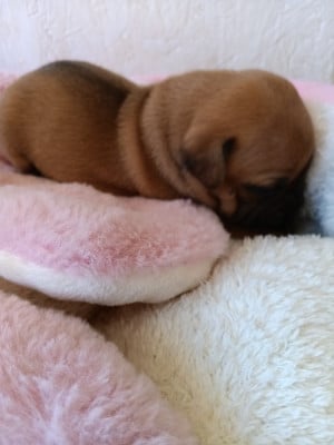 Les chiots de Staffordshire Bull Terrier