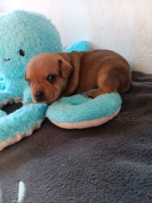 Les chiots de Staffordshire Bull Terrier