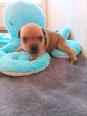 Les chiots de Staffordshire Bull Terrier