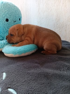 Les chiots de Staffordshire Bull Terrier