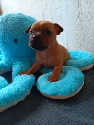 Les chiots de Staffordshire Bull Terrier