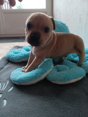 Les chiots de Staffordshire Bull Terrier