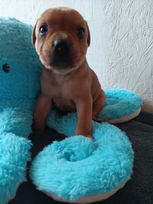 Les chiots de Staffordshire Bull Terrier