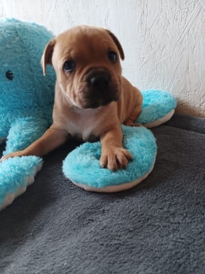 Les chiots de Staffordshire Bull Terrier