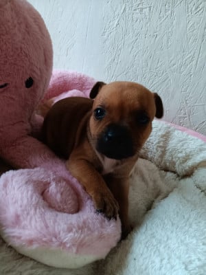 Les chiots de Staffordshire Bull Terrier