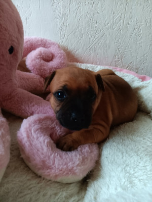 Les chiots de Staffordshire Bull Terrier