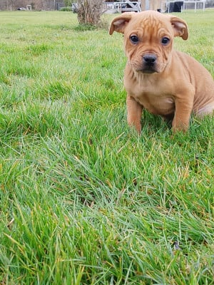 Les chiots de Staffordshire Bull Terrier