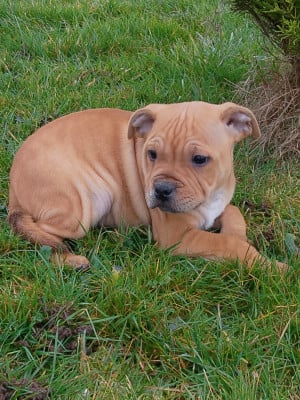 Les chiots de Staffordshire Bull Terrier