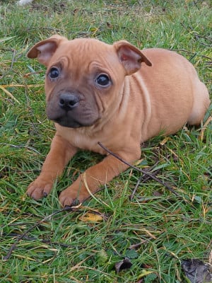 Les chiots de Staffordshire Bull Terrier