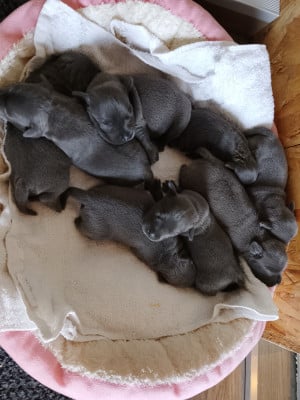 Les chiots de Staffordshire Bull Terrier