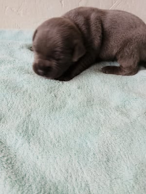 Les chiots de Staffordshire Bull Terrier