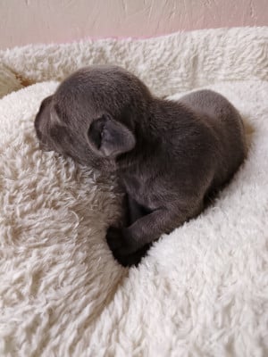 Les chiots de Staffordshire Bull Terrier