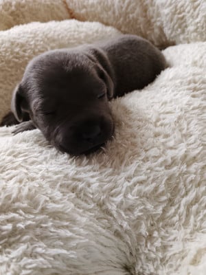 Les chiots de Staffordshire Bull Terrier