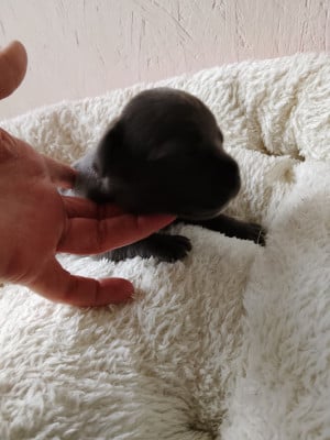 Les chiots de Staffordshire Bull Terrier