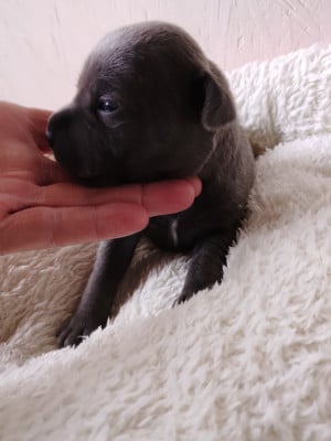 Les chiots de Staffordshire Bull Terrier