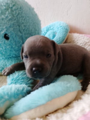 Les chiots de Staffordshire Bull Terrier