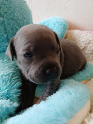 Les chiots de Staffordshire Bull Terrier