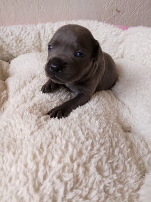 Les chiots de Staffordshire Bull Terrier