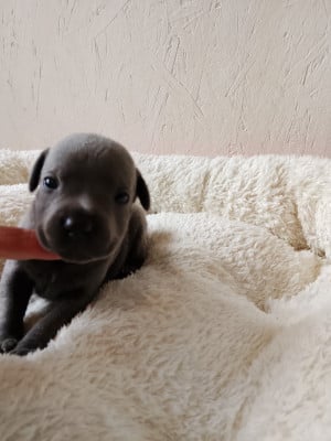 Les chiots de Staffordshire Bull Terrier