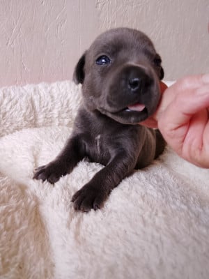 Les chiots de Staffordshire Bull Terrier