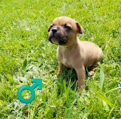 Les chiots de Staffordshire Bull Terrier