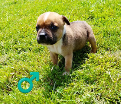 Les chiots de Staffordshire Bull Terrier