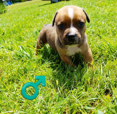 Les chiots de Staffordshire Bull Terrier