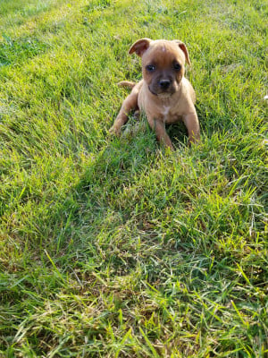Les chiots de Staffordshire Bull Terrier