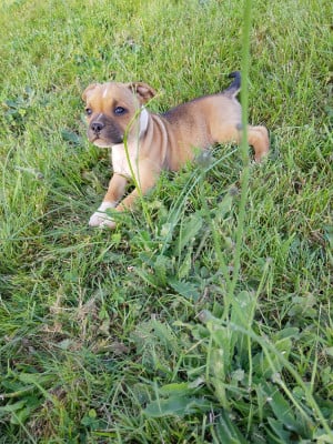 Les chiots de Staffordshire Bull Terrier