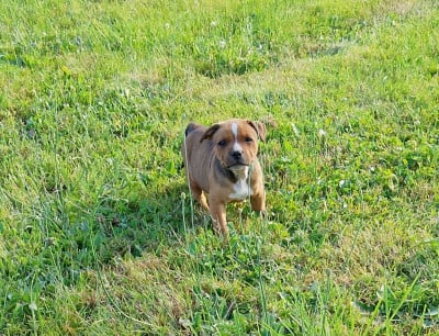 Les chiots de Staffordshire Bull Terrier