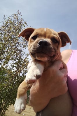 Les chiots de Staffordshire Bull Terrier