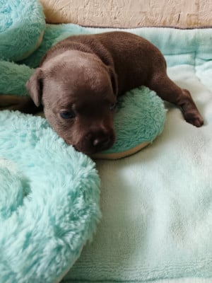 Chiot N°3 - Staffordshire Bull Terrier