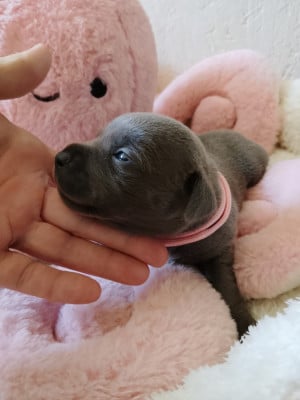 Chiot N°4 - Staffordshire Bull Terrier