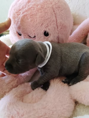 Chiot N°6 - Staffordshire Bull Terrier