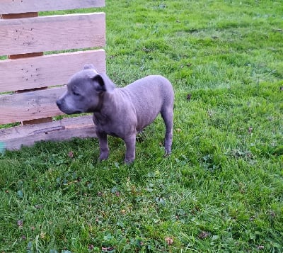 Les chiots de Staffordshire Bull Terrier