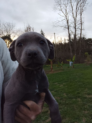 Les chiots de Staffordshire Bull Terrier