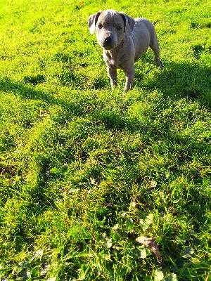Les chiots de Staffordshire Bull Terrier