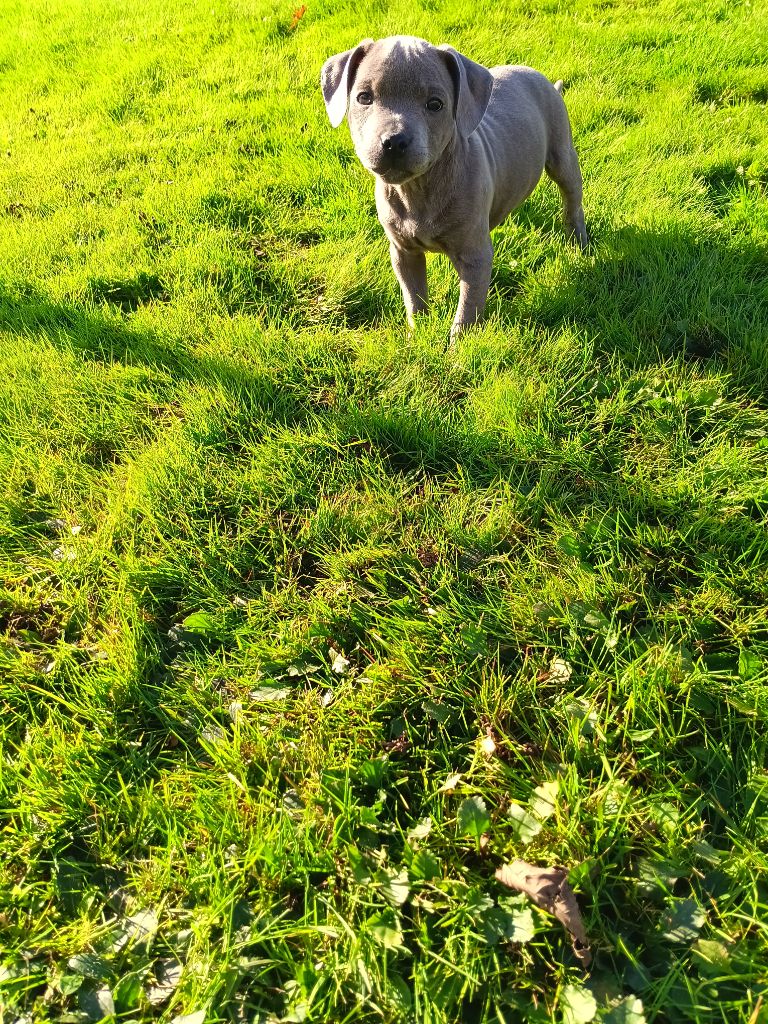 Staffordshire Bull Terrier - The World Of Angels White