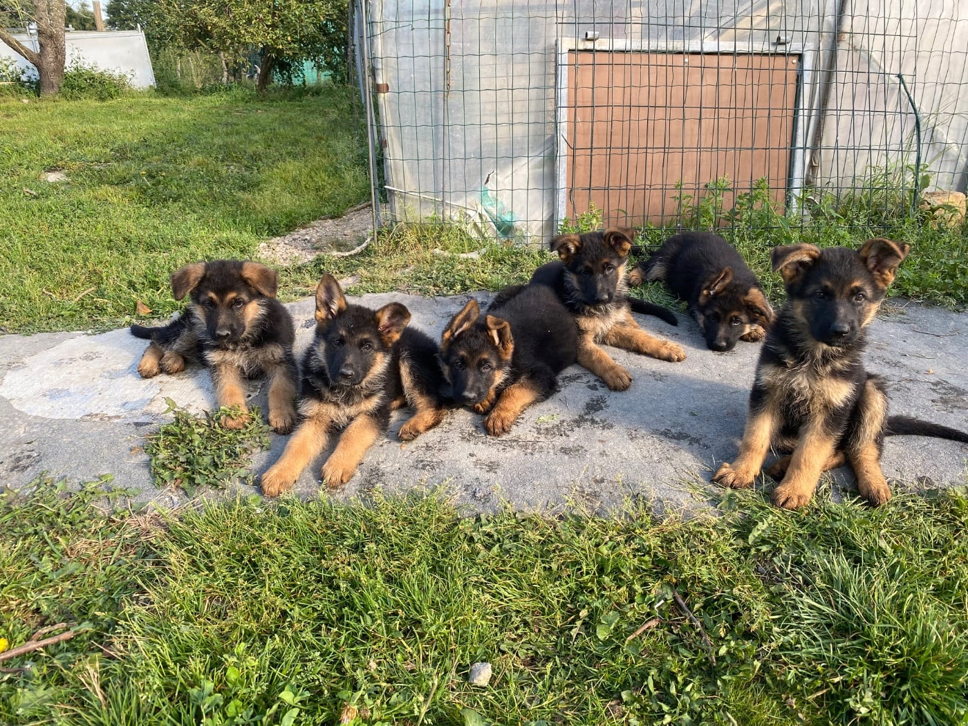 Berger Allemand - Feeling Cottage