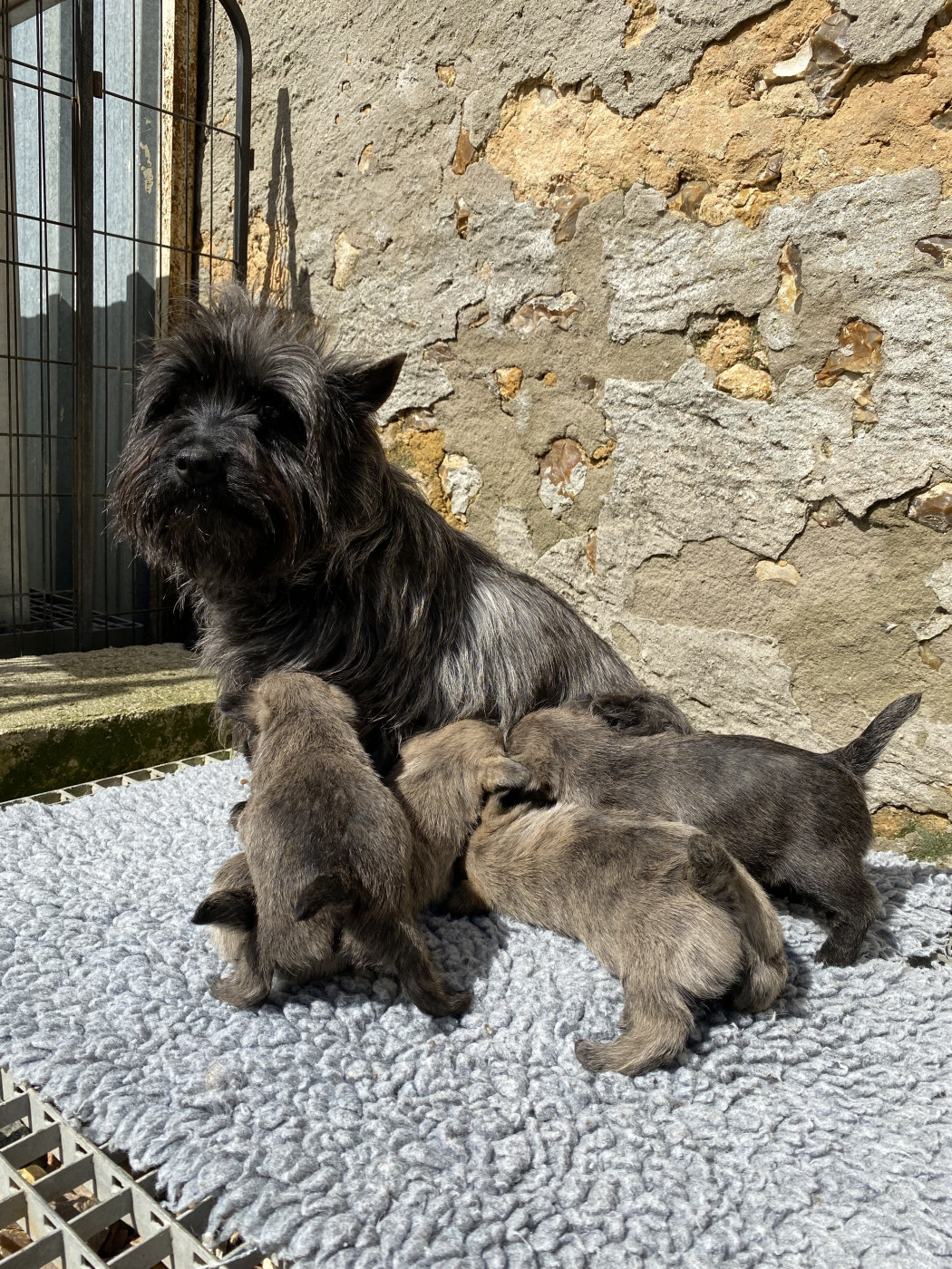 Cairn Terrier - Feeling Cottage
