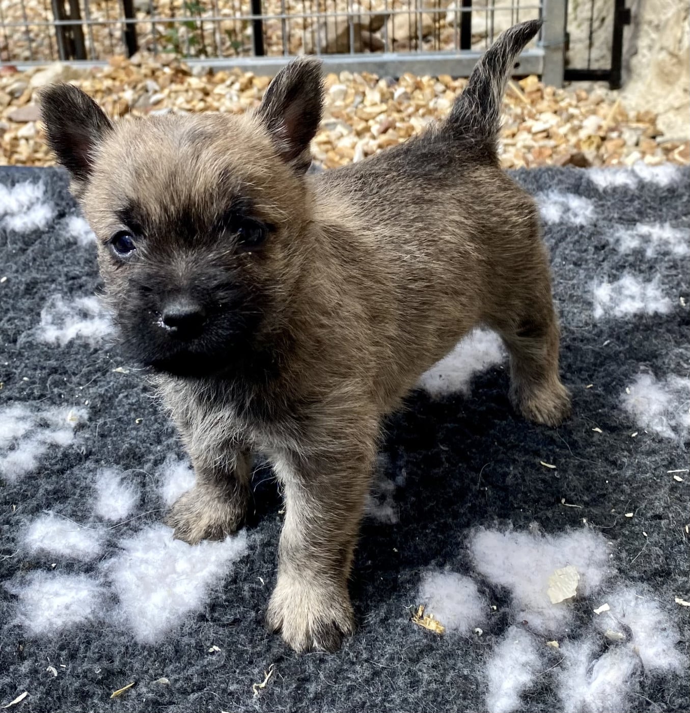 Chiot N°1 - Cairn Terrier