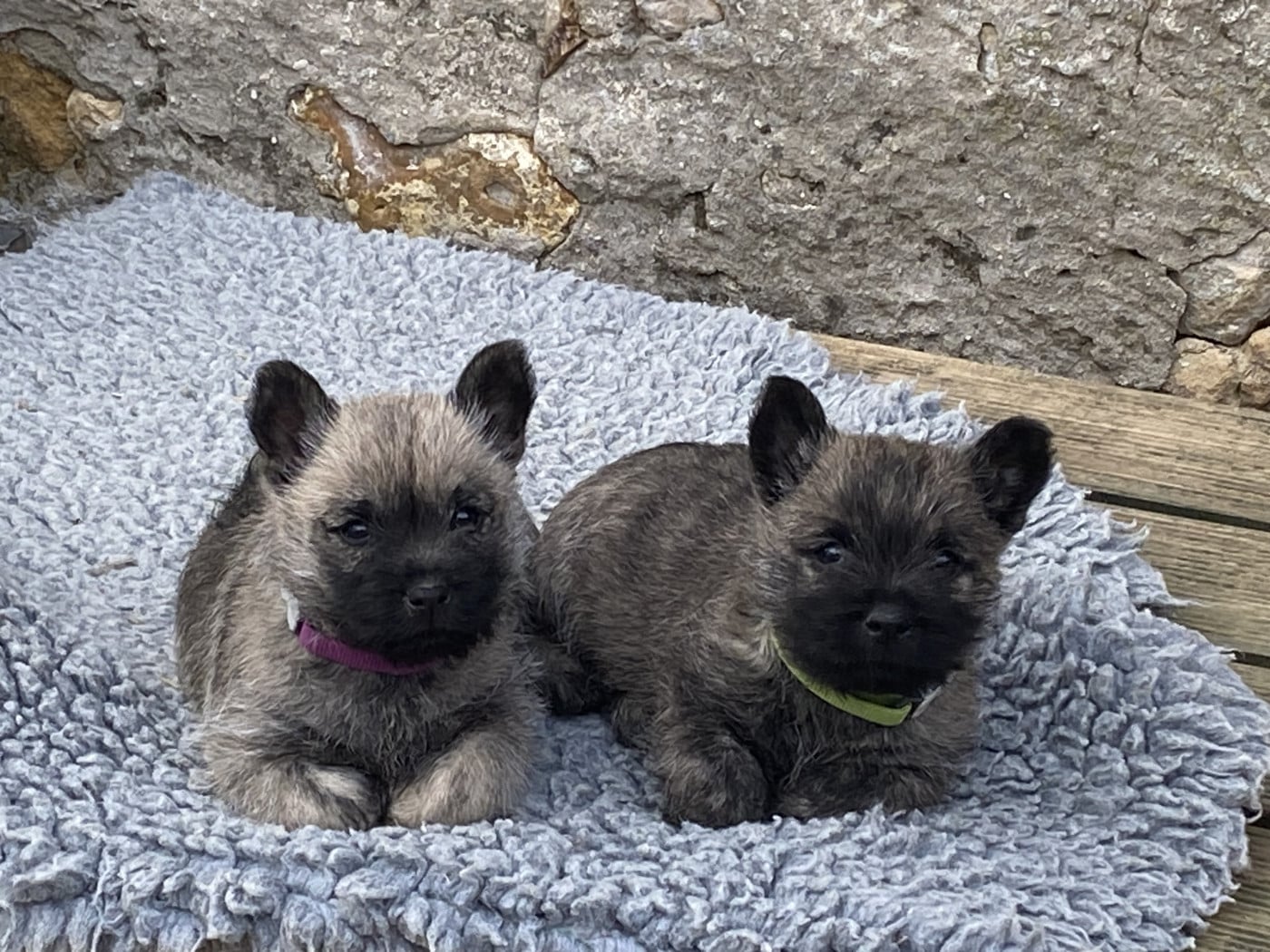 Chiot N°2 - Cairn Terrier