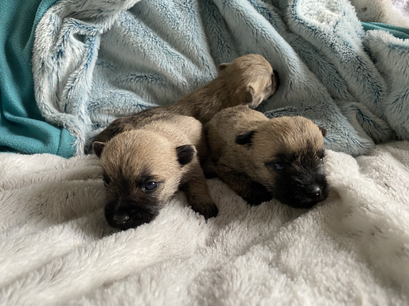 Chiot N°4 - Cairn Terrier