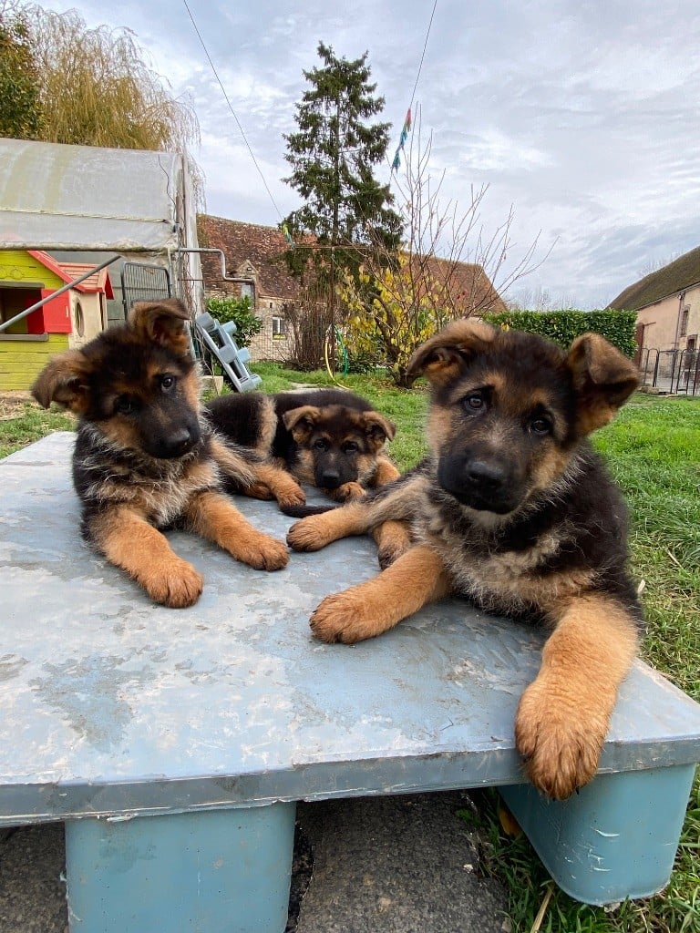 Berger Allemand - Feeling Cottage