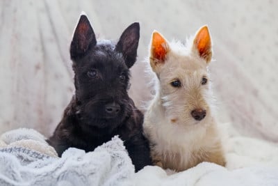 Les chiots de Scottish Terrier
